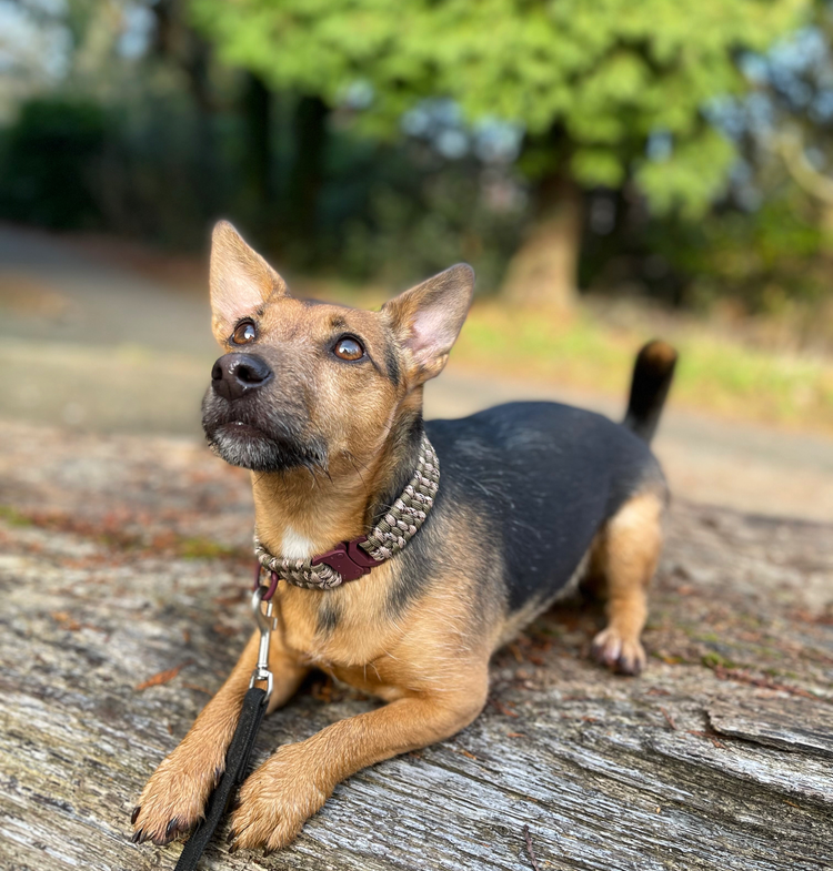 Handmade Dog Accessories | Luxury Dog Collars & Leads