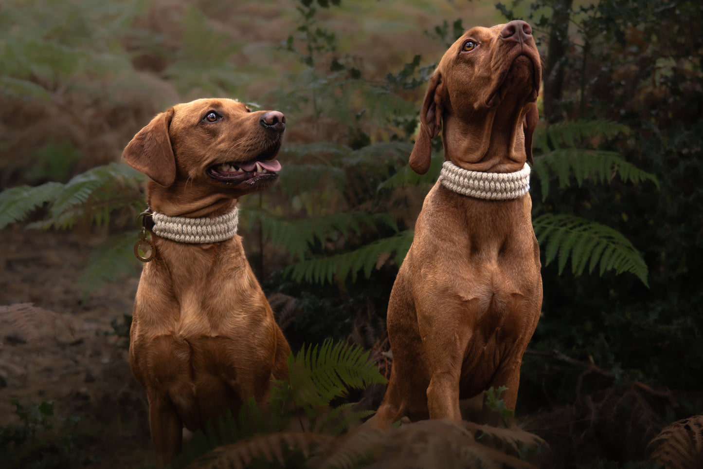 The Swaledale – Handmade British Wool Dog Collar (Standard) - Green Dog