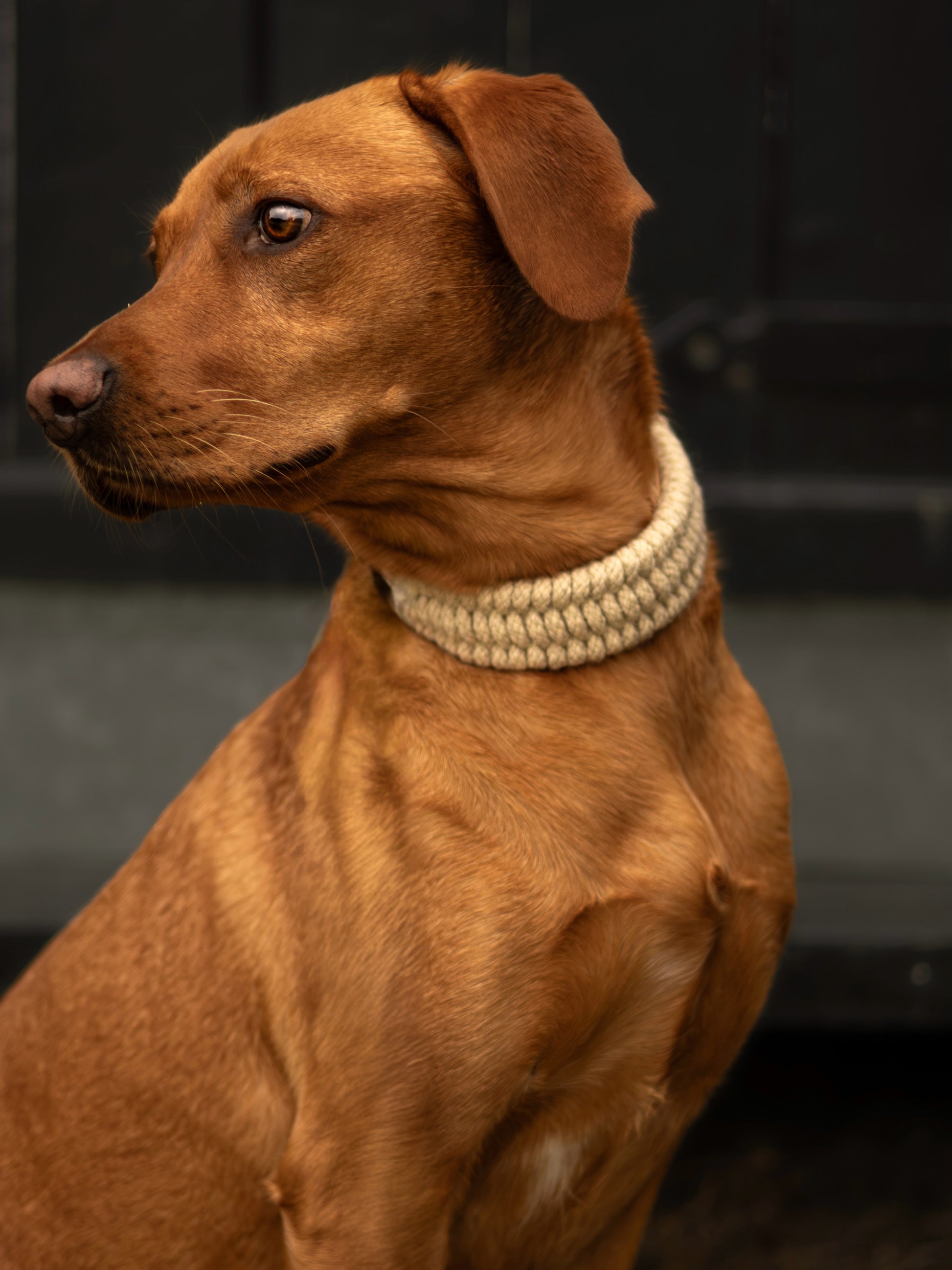 The Swaledale – Handmade British Wool Dog Collar (Standard) - Green Dog