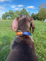 The Fixie BioThane Dog Collar - Customise