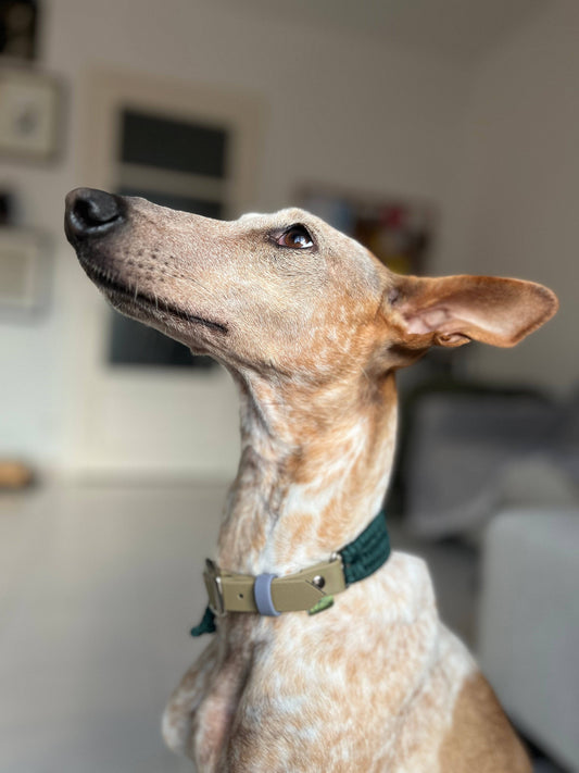 Adjustable Cord Collar with BioThane Adapter - Nala Green - Green Dog