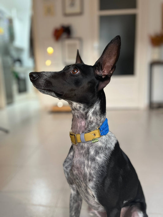 Adjustable Cord Dog Collar with BioThane Adapter - Monkey Blue - Green Dog