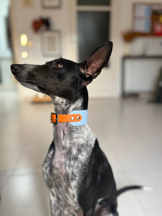 Cotswold Rambler - Monkey Blue - Green Dog