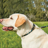 Rope Leather Dog Collar